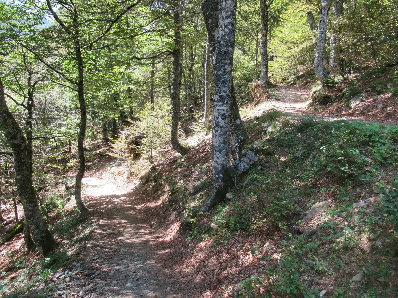 2018-08-golondrinas-dia-2-38-descenso-lescun-bosque.jpeg