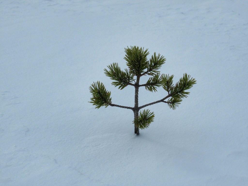 Esquí de Fondo – Finlandia 2019 – Etapa 4: Arola-Martinselkonen
