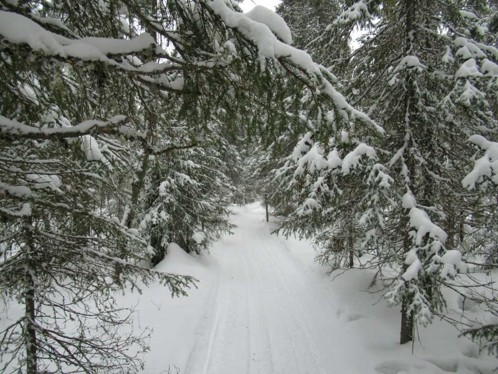 Esquí de Fondo – Finlandia 2019 – Etapa 5:&nbsp;Martinselkonen