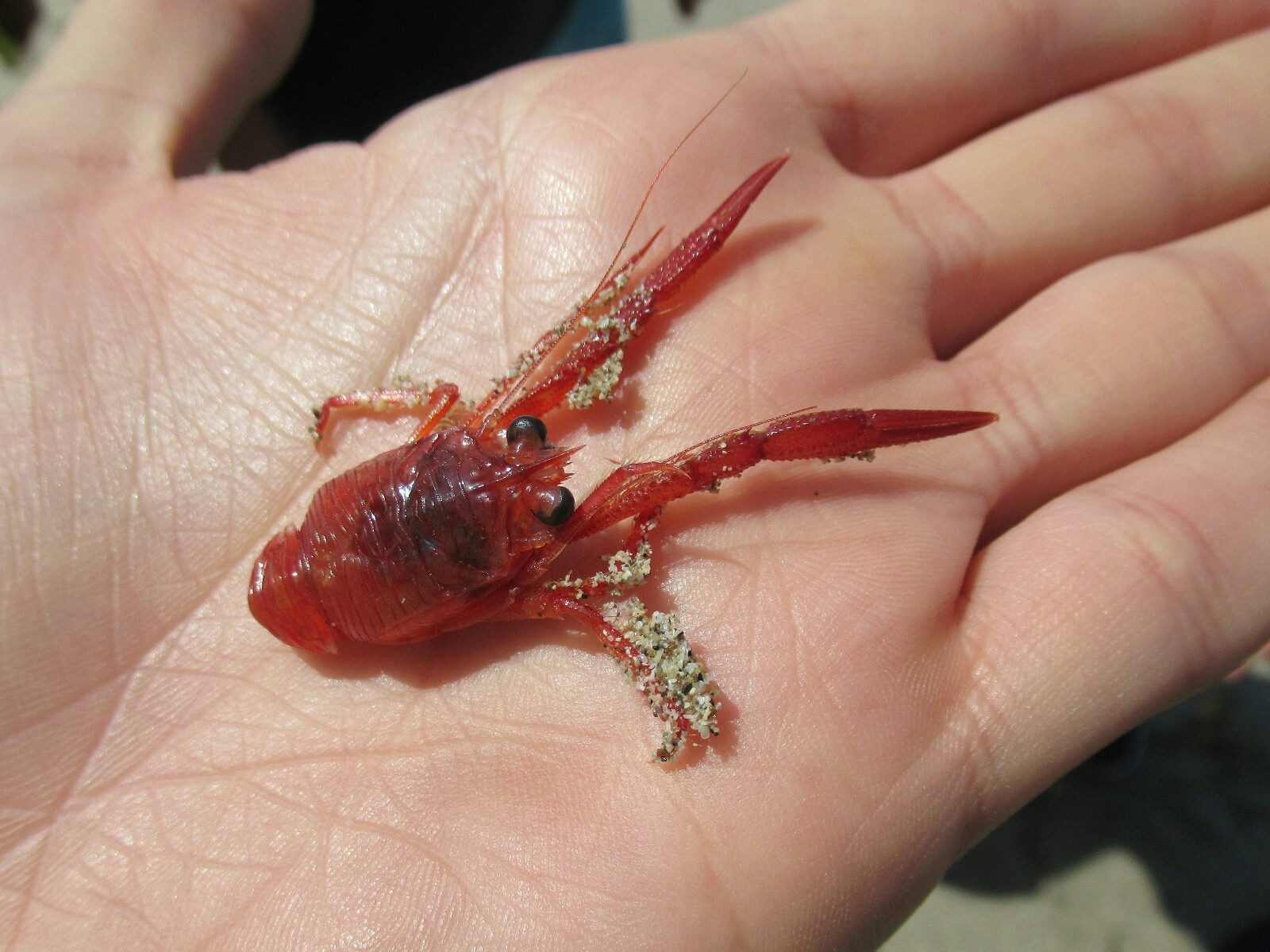 2019-08-peru-paracas-playa-la-mina-5-krill.jpeg