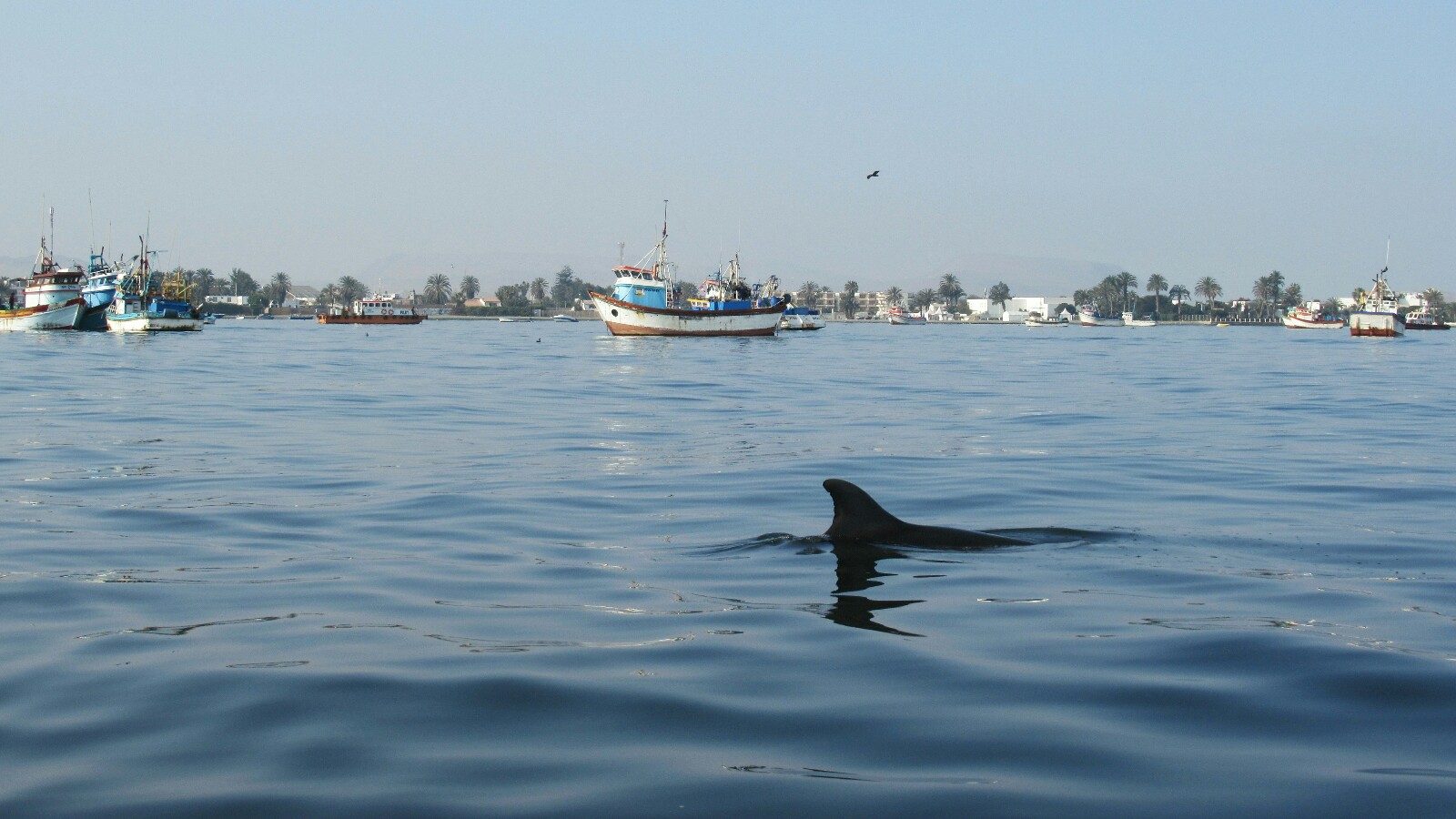 2019-08-peru-tour-islas-ballestas-06-delfines