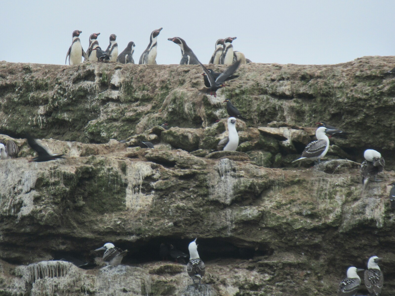 2019-08-peru-tour-islas-ballestas-17-pinguinos-humboldt