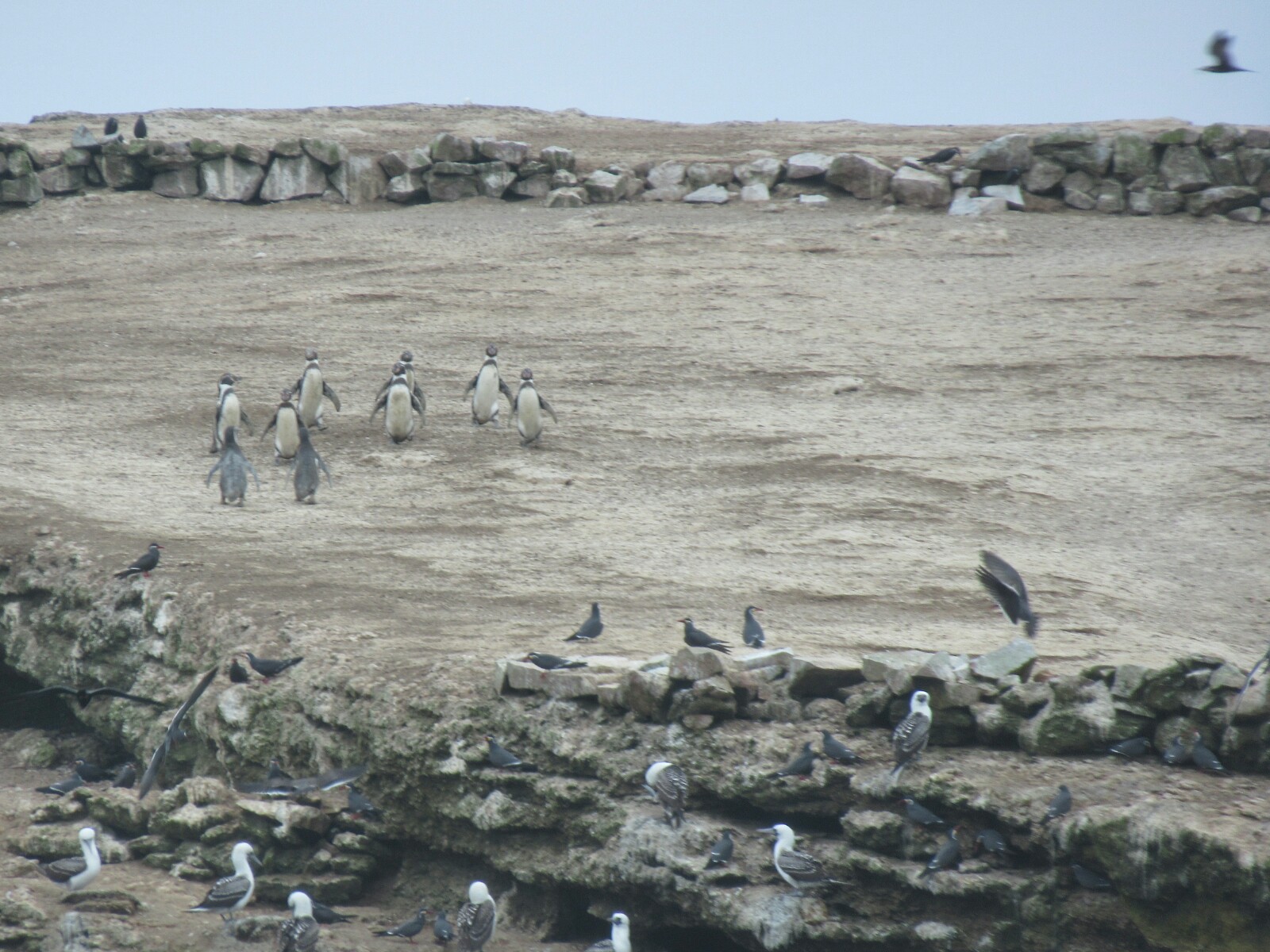 2019-08-peru-tour-islas-ballestas-18-pinguinos-humboldt.jpeg