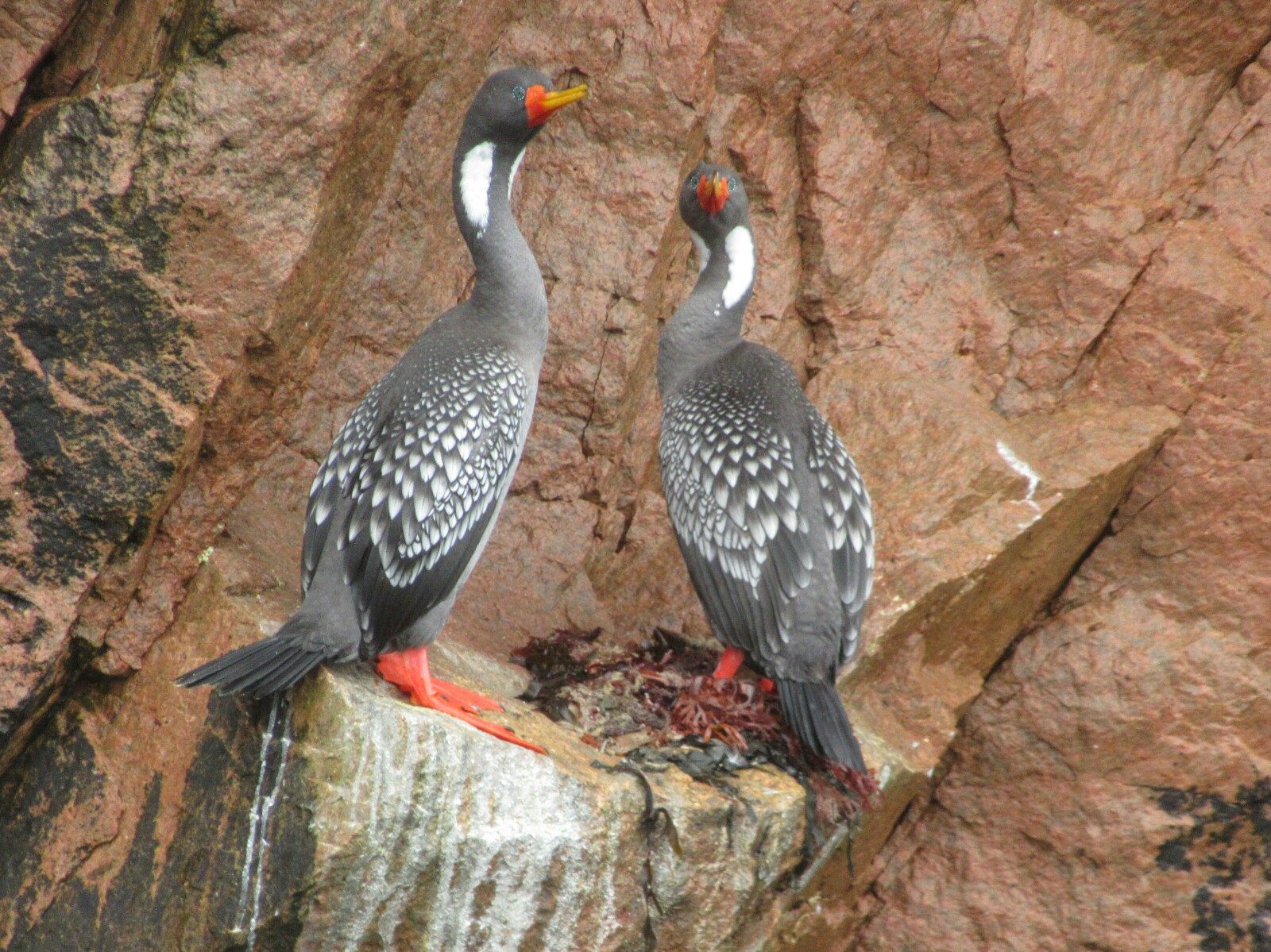 2019-08-peru-tour-islas-ballestas-19-cormoran-patas-rojas.jpeg