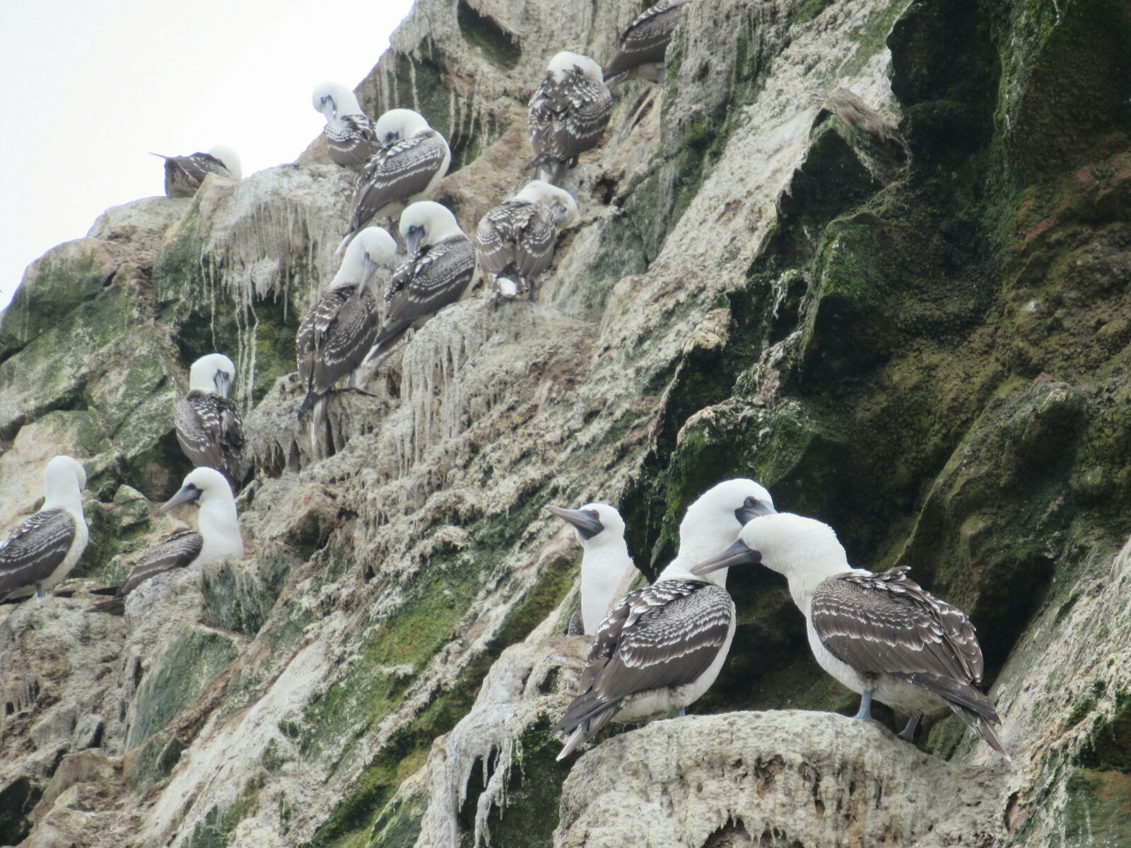 2019-08-peru-tour-islas-ballestas-23-piquero-peruano