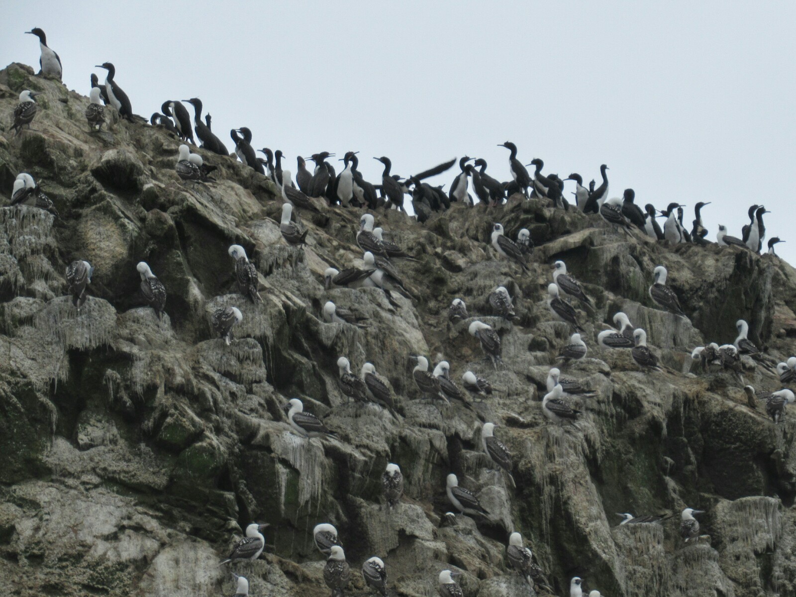 2019-08-peru-tour-islas-ballestas-25-piquero-peruano.jpeg
