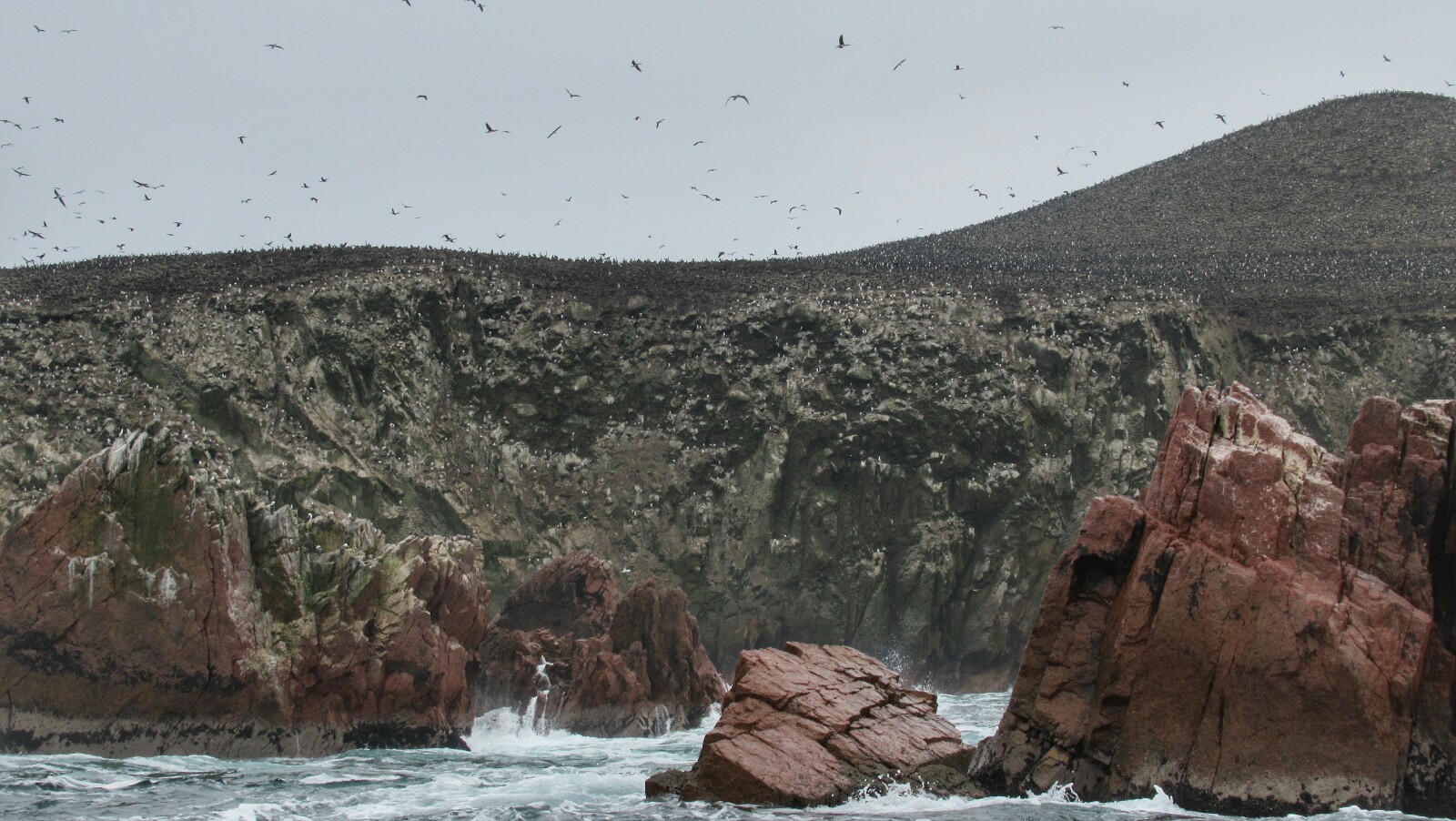 2019-08-peru-tour-islas-ballestas-26-piquero-peruano-y-guanero.jpeg