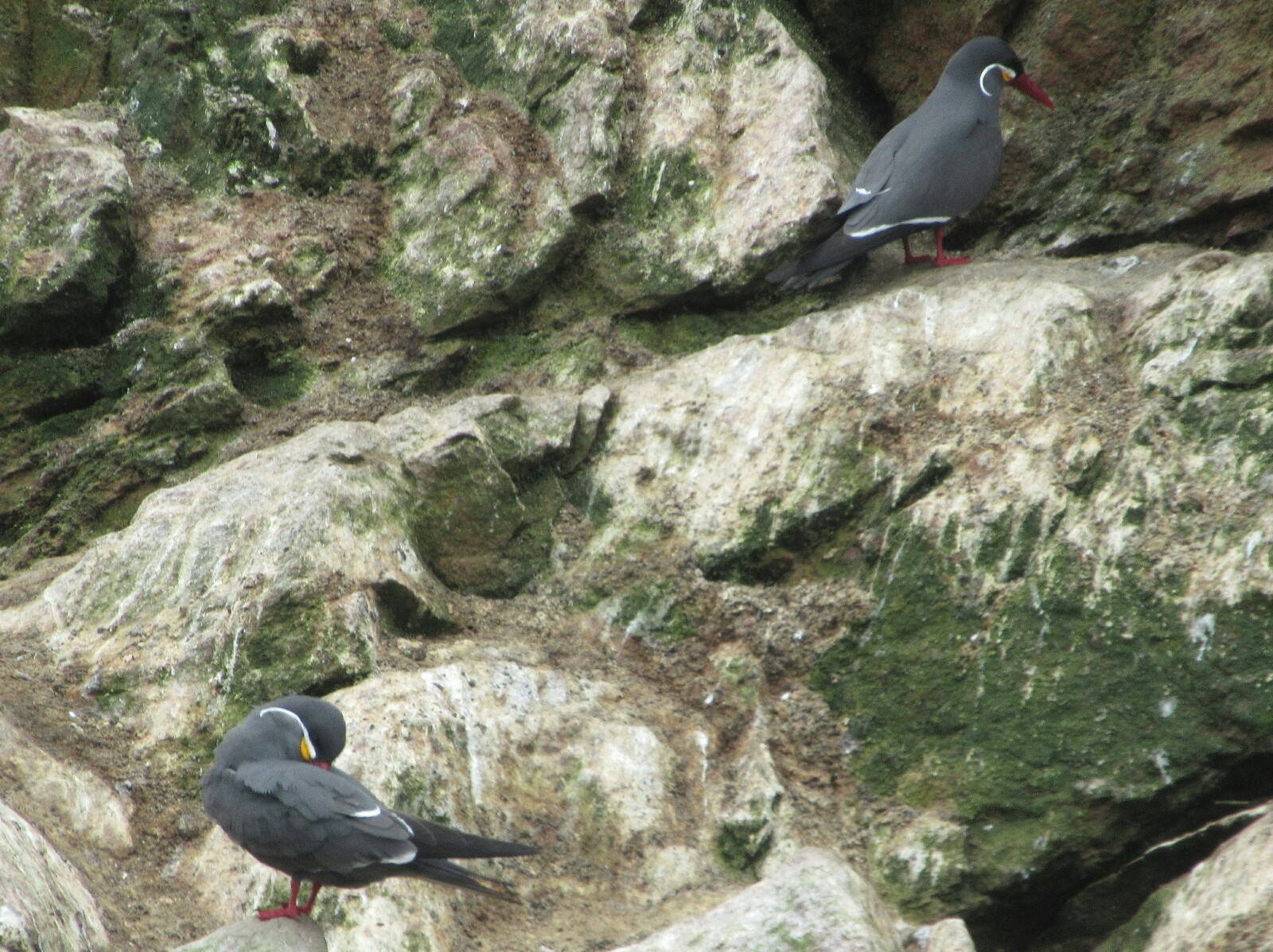2019-08-peru-tour-islas-ballestas-27-zarzillo