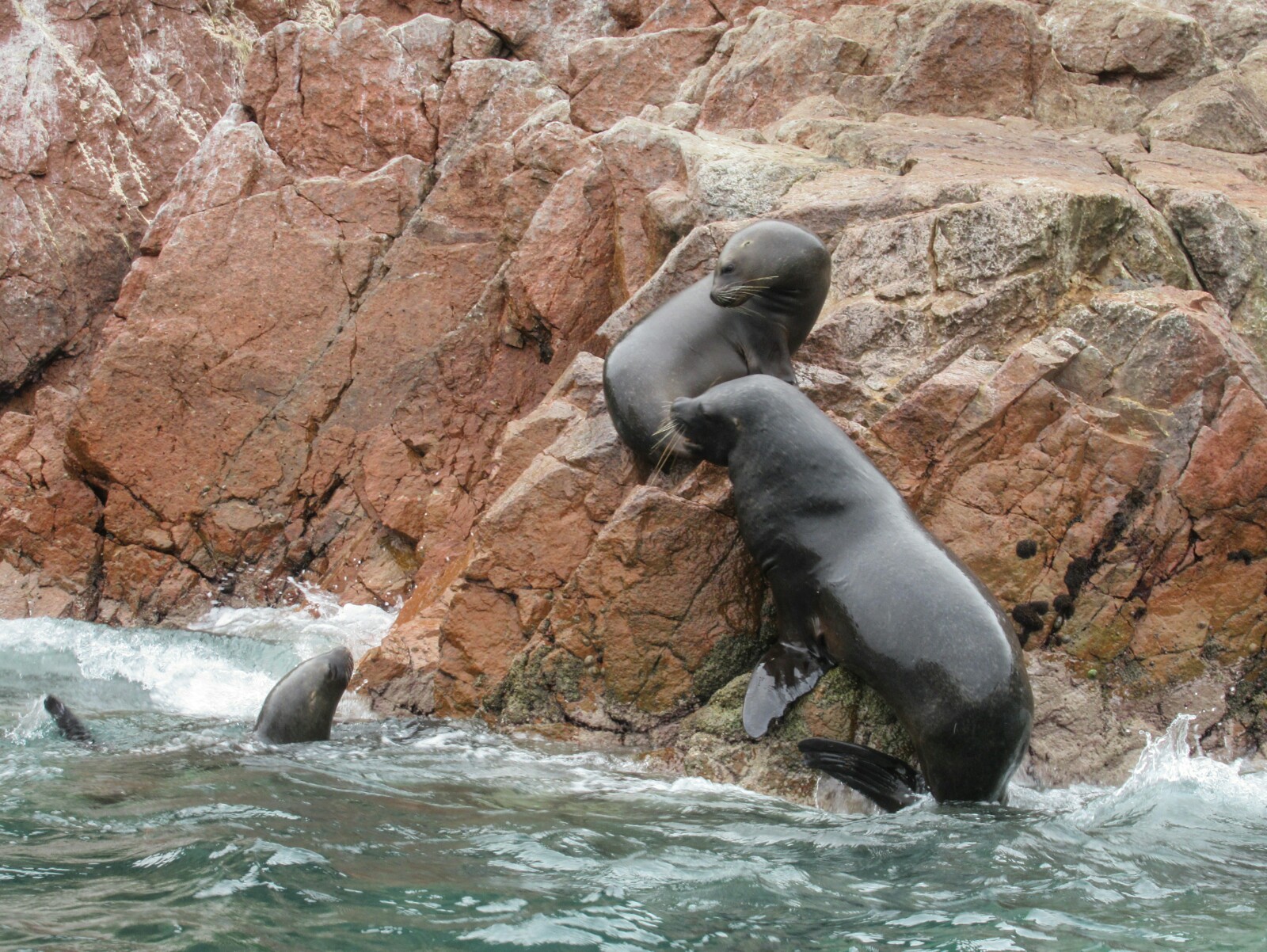 2019-08-peru-tour-islas-ballestas-29-lobos-marinos