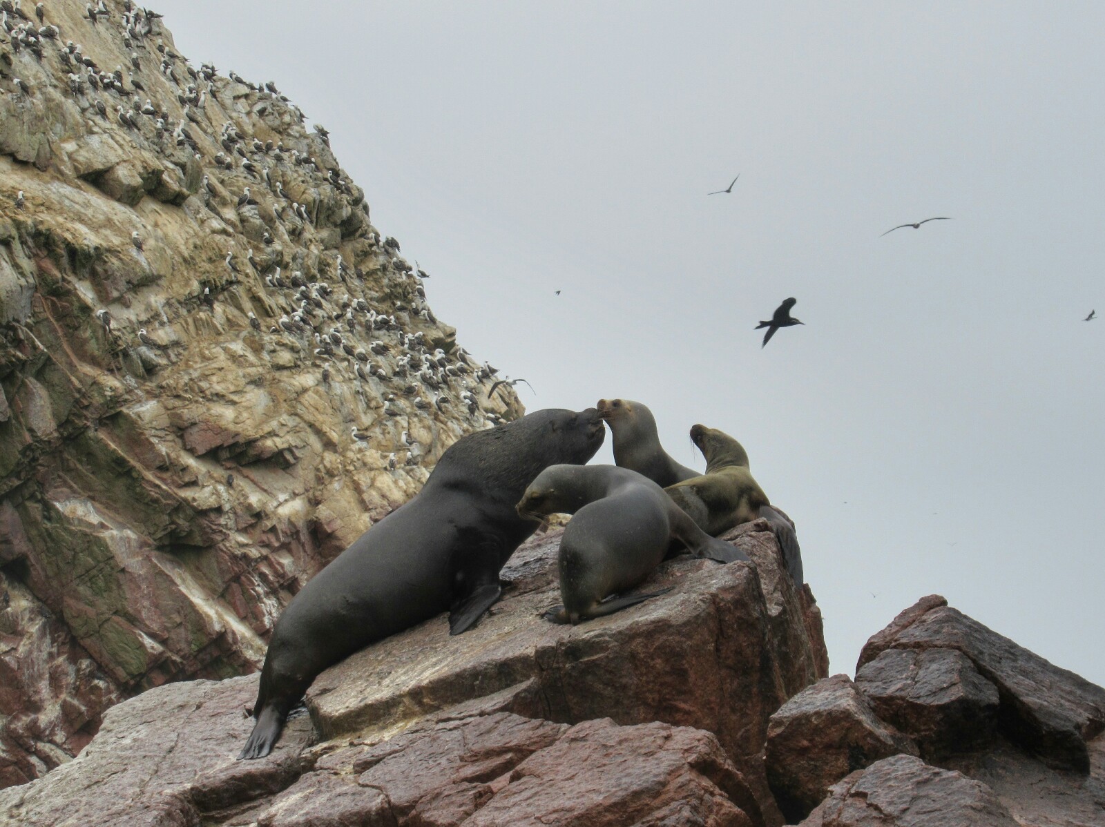 2019-08-peru-tour-islas-ballestas-30-lobos-marinos