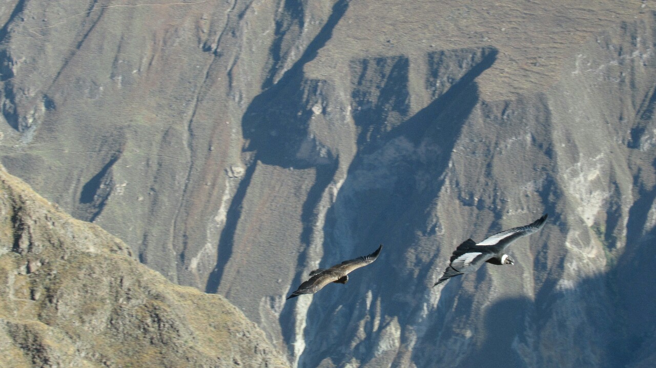 2019-09-colca-cruz-del-condor-09-mirador-principal-condores