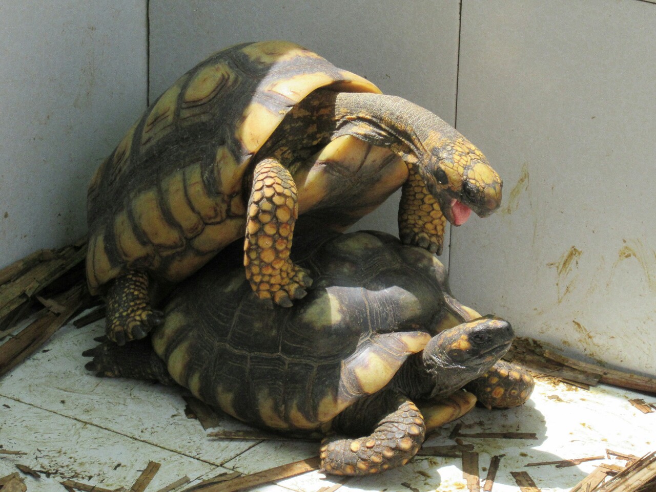 2019-09-iquitos-crea-14-tortugas