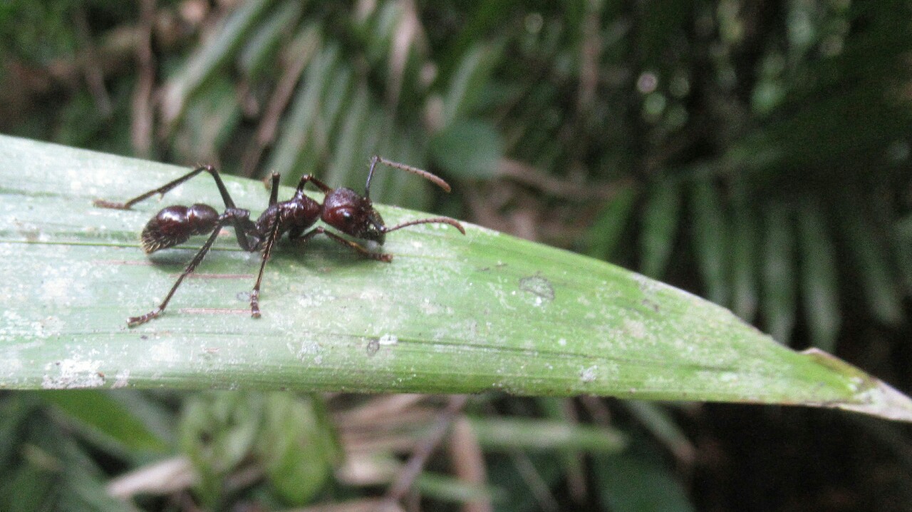 2019-09-iquitos-pacaya-samiria-37-paseo-jungla-hormiga-gigante.jpeg