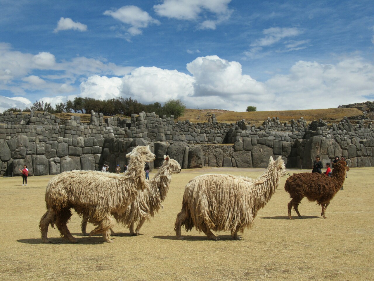 2019-09-peru-cusco-ruinas-saqsaywaman-17-alpacas.jpeg