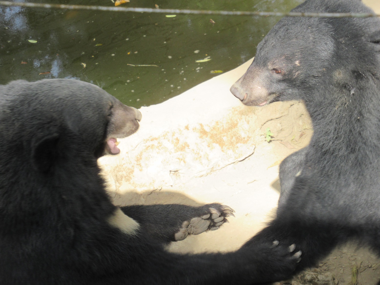 2019-12-laos-kuang-si-28-osos