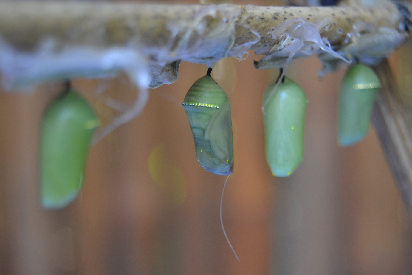 2019-12-laos-kuang-si-mariposario-02