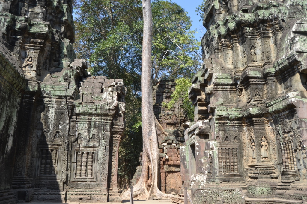2019-12-camboya-angkor-ta-prohm-15