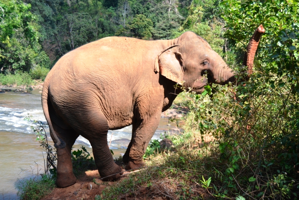 2019-12-camboya-mondulkiri-putang-elefante-2