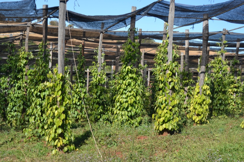 2019-12-camboya-mondulkiri-putang-trekking-01-pimienta