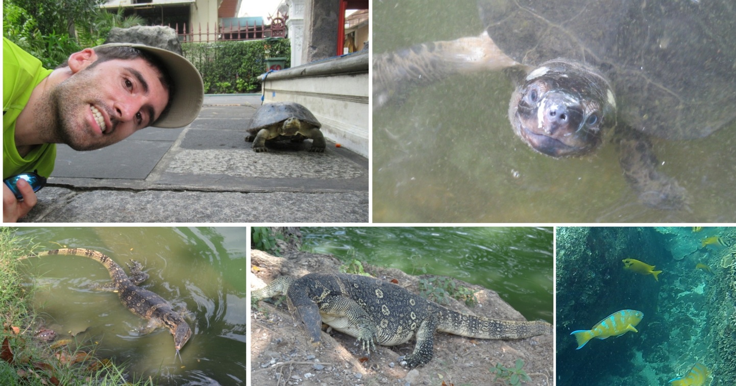 2019-10-tailandia-bichos